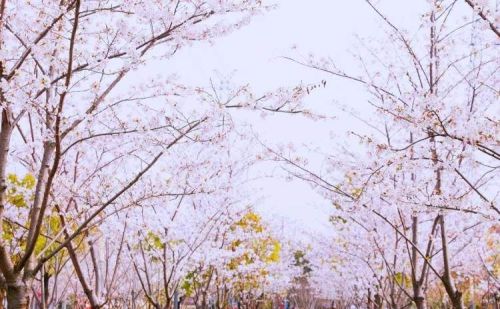 3公里樱花大道、2万株郁金香......这里的春日限定美景正在等你