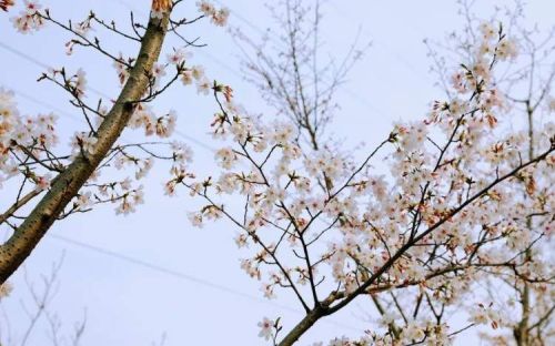 3公里樱花大道、2万株郁金香......这里的春日限定美景正在等你