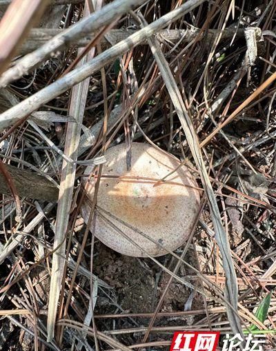 空山春雨后，当然是马上带着一家人去捡菌子