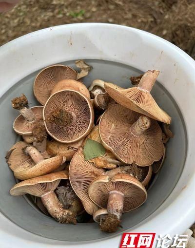 空山春雨后，当然是马上带着一家人去捡菌子