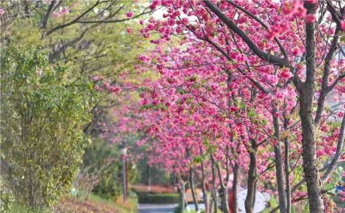 春日限定，自驾游双柏 醉在山水间