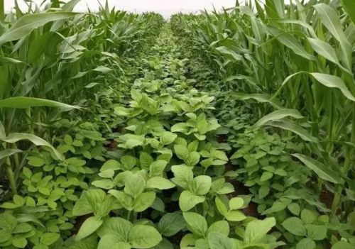 玉米大豆套种，现在说是新技术，有哪个专家给讲讲，有什么区别？