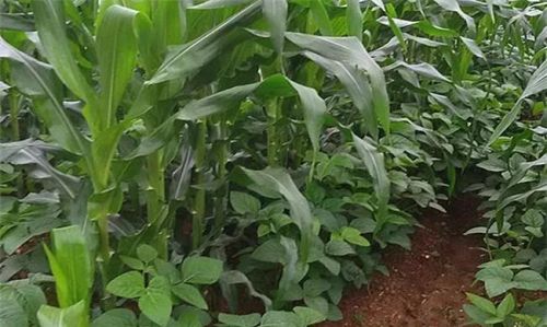 玉米大豆套种，现在说是新技术，有哪个专家给讲讲，有什么区别？