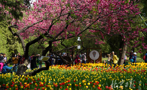 最美四月天，周周有“花信”！京城春色画卷徐徐展开……