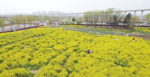 公共绿色空间打造，让东港更生态更宜居
