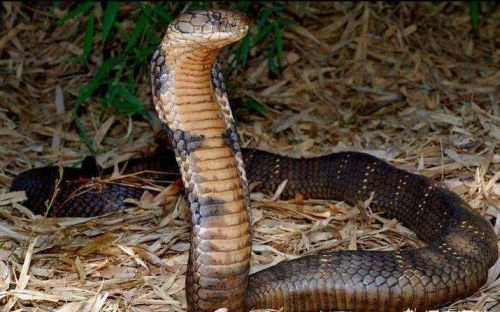 昨天在农村压坏了一条4米长的眼镜王蛇，我该怎么办？