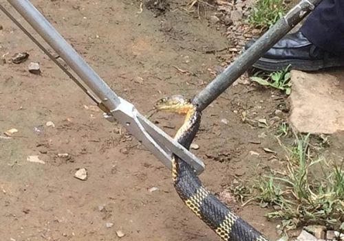 昨天在农村压坏了一条4米长的眼镜王蛇，我该怎么办？