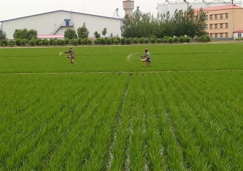 水稻的生长周期有几个阶段，具体是怎样的啊？