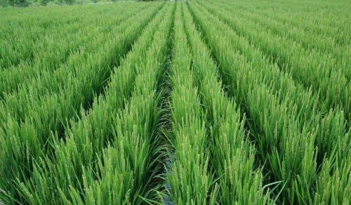 水稻的生长周期有几个阶段，具体是怎样的啊？