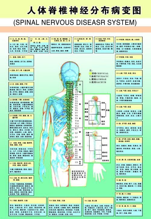 一般脊髓损伤伤到哪里算情况比较好的呢？