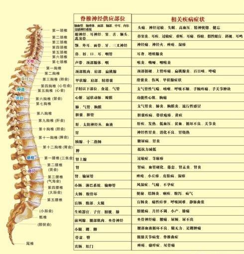 一般脊髓损伤伤到哪里算情况比较好的呢？