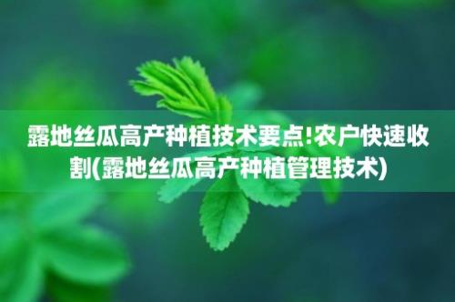 露地丝瓜高产种植技术要点!农户快速收割(露地丝瓜高产种植管理技术)