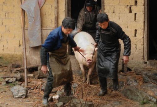 生产队时杀年猪分肉，农民最希望分到猪的哪个部位？为什么？