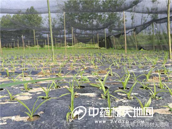 注意 白及种植有风险，并不是每个人种白及都能赚钱（白及种植有风险）(4)