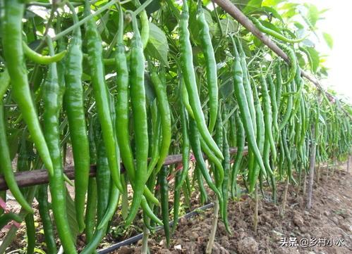 辣椒细菌性叶斑病还能治好吗（夏天高温潮湿辣椒细菌性叶斑病易发）(8)