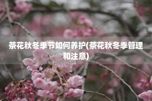 茶花秋冬季节如何养护(茶花秋冬季管理和注意)