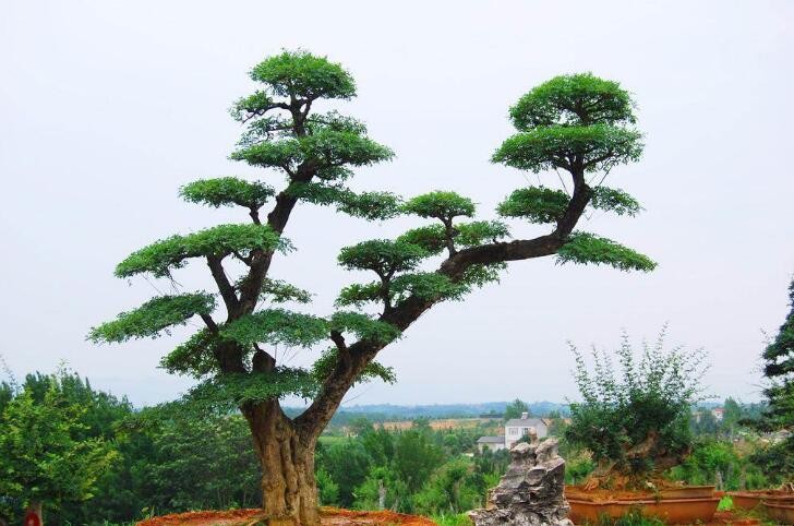 对节白蜡盆景