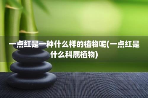 一点红是一种什么样的植物呢(一点红是什么科属植物)