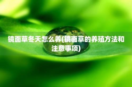 镜面草冬天怎么养(镜面草的养殖方法和注意事项)