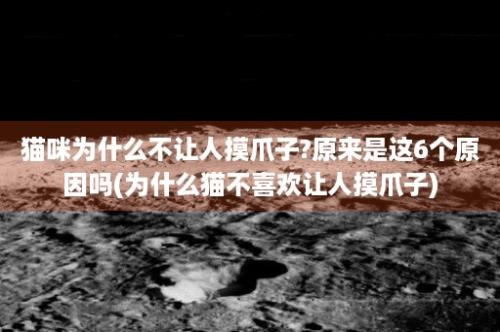 猫咪为什么不让人摸爪子?原来是这6个原因吗(为什么猫不喜欢让人摸爪子)