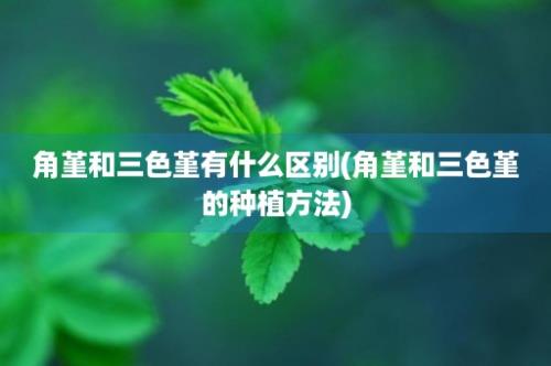 角堇和三色堇有什么区别(角堇和三色堇的种植方法)