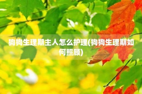 狗狗生理期主人怎么护理(狗狗生理期如何照顾)