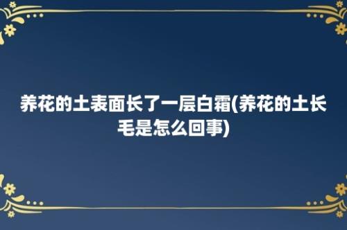 养花的土表面长了一层白霜(养花的土长毛是怎么回事)