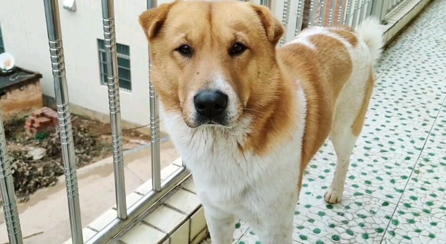 狗狗的智商到底有多高