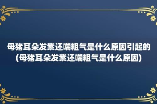 母猪耳朵发紫还喘粗气是什么原因引起的(母猪耳朵发紫还喘粗气是什么原因)