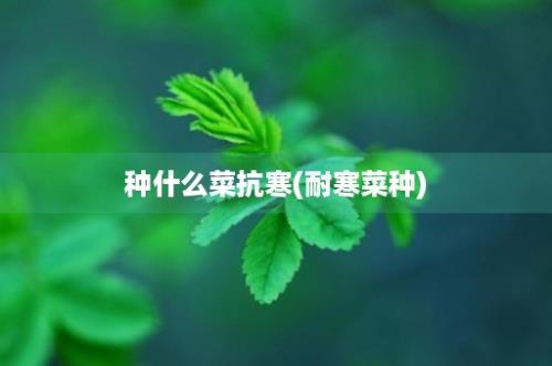 种什么菜抗寒(耐寒菜种)