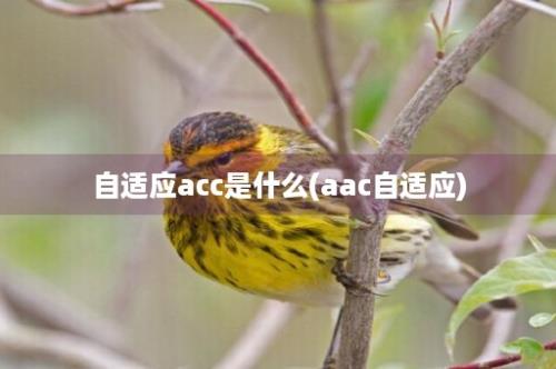 自适应acc是什么(aac自适应)