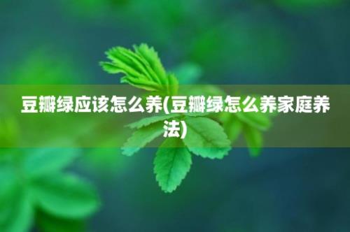 豆瓣绿应该怎么养(豆瓣绿怎么养家庭养法)