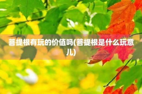 菩提根有玩的价值吗(菩提根是什么玩意儿)