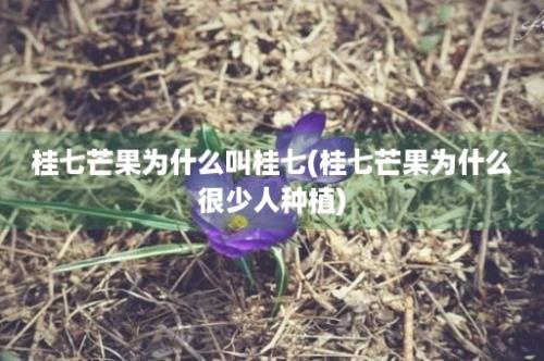 桂七芒果为什么叫桂七(桂七芒果为什么很少人种植)