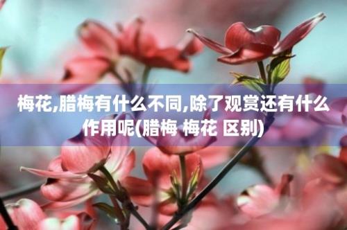 梅花,腊梅有什么不同,除了观赏还有什么作用呢(腊梅 梅花 区别)