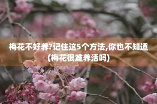 梅花不好养?记住这5个方法,你也不知道(梅花很难养活吗)