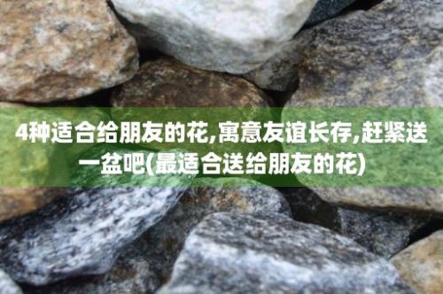 4种适合给朋友的花,寓意友谊长存,赶紧送一盆吧(最适合送给朋友的花)