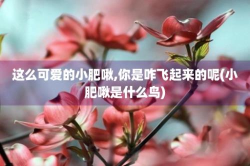 这么可爱的小肥啾,你是咋飞起来的呢(小肥啾是什么鸟)