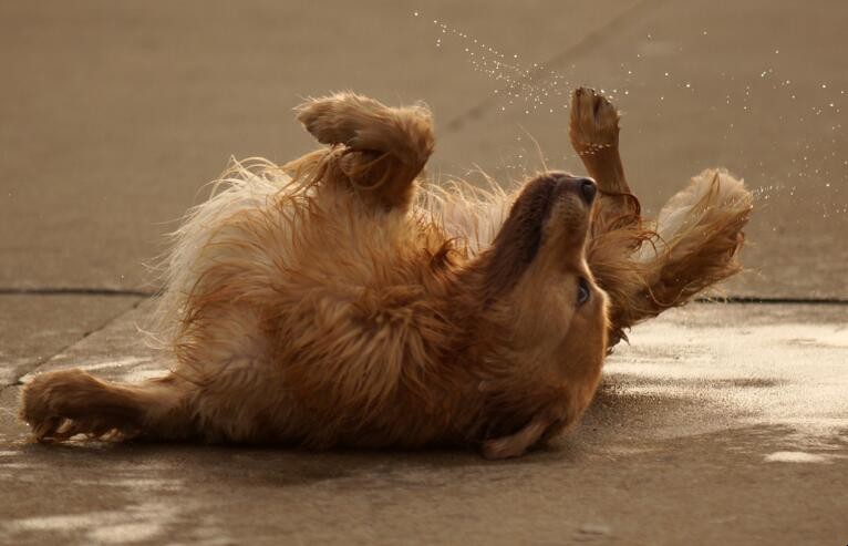 得意忘形的意思是什么