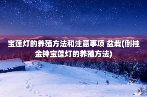 宝莲灯的养殖方法和注意事项 盆栽(倒挂金钟宝莲灯的养殖方法)