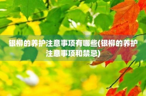 银柳的养护注意事项有哪些(银柳的养护注意事项和禁忌)