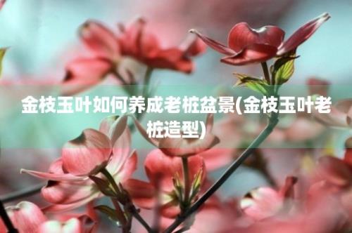 金枝玉叶如何养成老桩盆景(金枝玉叶老桩造型)