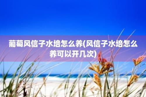 葡萄风信子水培怎么养(风信子水培怎么养可以开几次)