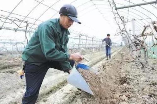 葡萄秋施基肥有什么好处？这几方面种植户需知道！