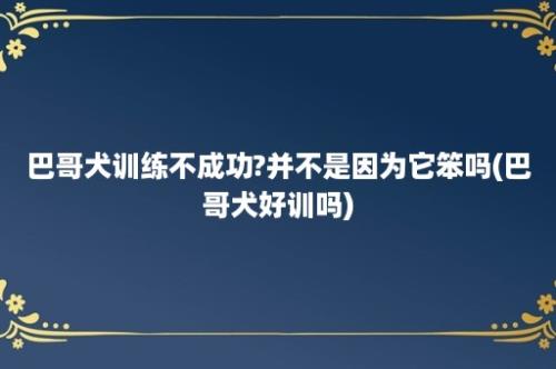 巴哥犬训练不成功?并不是因为它笨吗(巴哥犬好训吗)