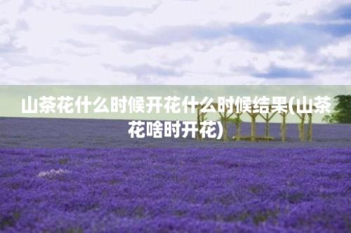 山茶花什么时候开花什么时候结果(山茶花啥时开花)