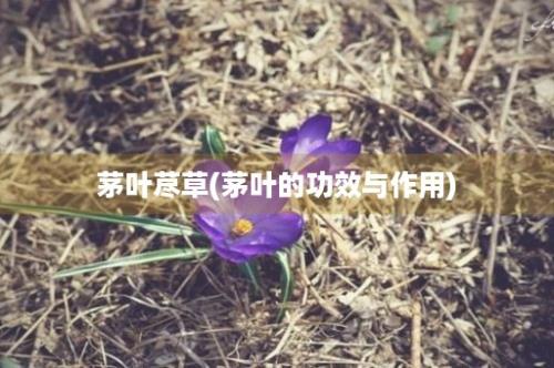 茅叶荩草(茅叶的功效与作用)