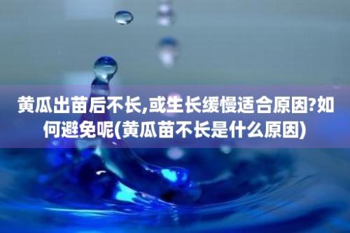 黄瓜出苗后不长,或生长缓慢适合原因?如何避免呢(黄瓜苗不长是什么原因)