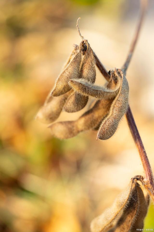 黄豆种植的防虫管理技术（黄豆栽培技术科学防治措施）(2)