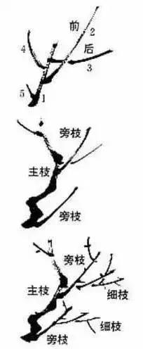 国画初学者入门步骤画梅花（大家一起学学国画梅花的各种画法）(2)